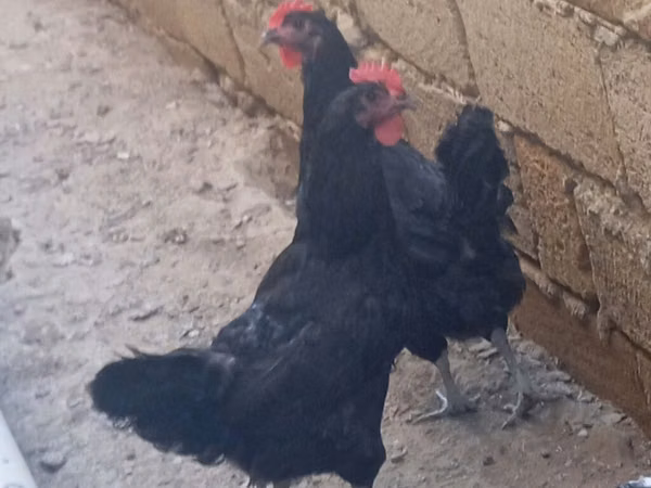 Gallo de pelea de fosa australiano