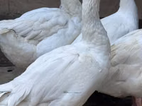 Geese — 照片 2