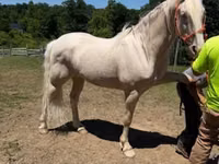Hengst, Kentucky mountain daddle horse — Foto 1