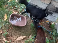 Ziege, American pygmy goats — Foto 1