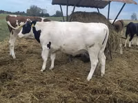 母牛, Holstein breed — 照片 3