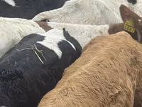 Toro, Russian Black pied cattle — foto 2