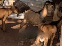 Goats (batch, sex not specified), Goats — photo 3