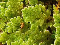 Fresh Azolla Mixed Duckweed Feed Only (Pigs, Ducks, Chicken, Fish Etc) — फ़ोटो 4