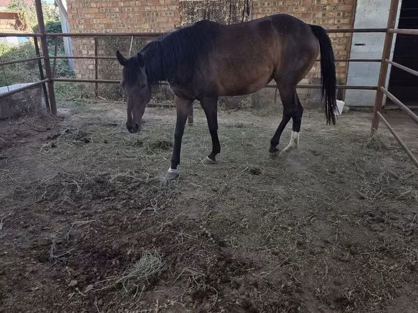 घोड़ी, Thoroughbred horse