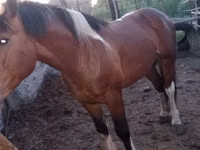 公马, Altai horse — 照片 3