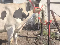 Kuh, Russian Black pied cattle — Foto 1