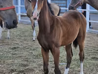 公马, Akhal-Teke — 照片 2