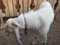 बकरा, Gulabi goats — फ़ोटो 4
