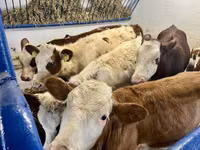 بقرة, Simmental cattle — الصورة 5