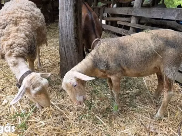 भेड़, Lacaune sheep