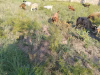 Goats (batch, sex not specified), Goats — photo 2