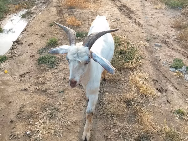 Billy Goat, Goats