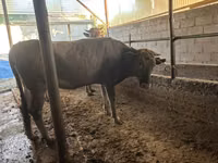 بقرة, Swiss cattle — الصورة 6