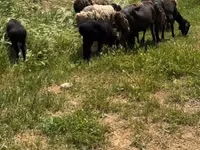 Sheep (batch, sex not specified), Sheep — photo 3