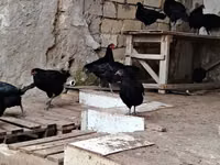 Chickens — photo 2