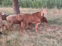 Ram, Arashan sheep — photo 2