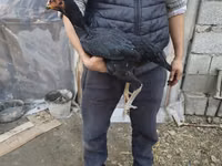 Australian Pit Game fowl — Foto 1