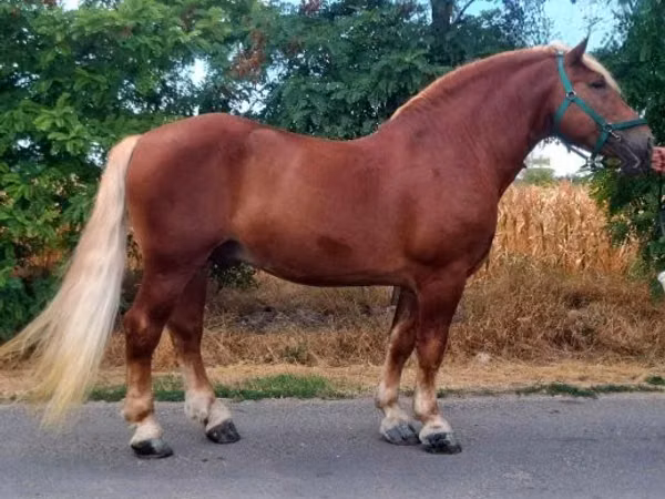 公马, Noriker