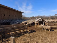 Sheep, Kuibyshev sheep — photo 5