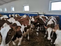 Bull, Red-spotted breed — photo 1