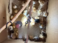 Turkeys — photo 2