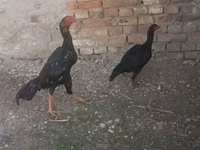 डर्बीशायर रेडकैप — फ़ोटो 1