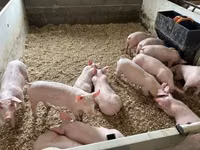 Schweine (Partie, Geschlecht nicht angegeben) — Foto 3