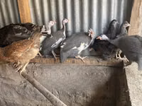 व्हाइट — फ़ोटो 7