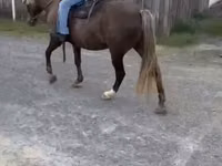 Horse (M), Rocky Mountain Horse — photo 8