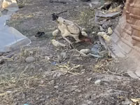Chickens — foto 2
