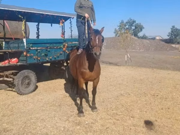 فرس, الخيول