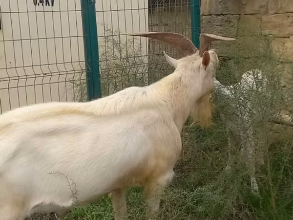 Goats (batch, sex not specified), Goats