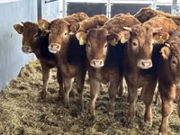 Cattle (batch, sex not specified), Simmental cattle — photo 3