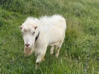 Ziegenbock, LaMancha goats — Foto 1