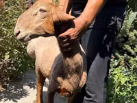 نعجة, Jaidara sheep — الصورة 1