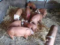 Schweine (Partie, Geschlecht nicht angegeben), Schweine — Foto 3