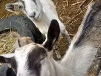 Cabra, Cabras — foto 2