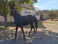 Caballo, Hungarian horse breed — foto 1