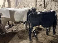 Bull, Cattle — photo 4