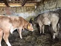सांड, Simmental cattle — फ़ोटो 3