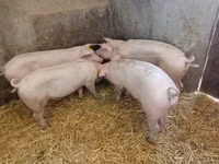 Säue, Schweine — Foto 2