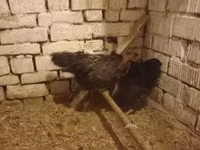 Chickens — الصورة 1