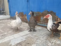 Ducks — Foto 1