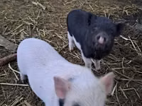 Pigs (batch, sex not specified) — photo 2
