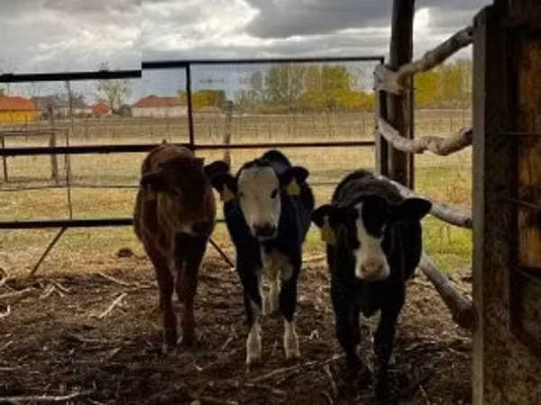 Cattle (batch, sex not specified), Limousin cow