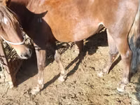 Mare, French Trotter — photo 1