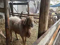公羊, Arashan sheep — 照片 2