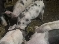 Schweine (Partie, Geschlecht nicht angegeben), Schweine — Foto 2