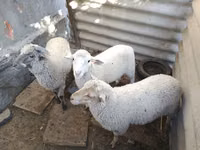 मेढ़ा, Yecheng sheep — फ़ोटो 2